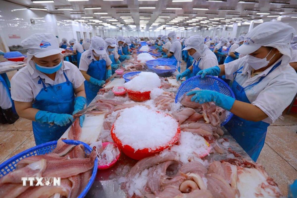 Dây chuyền chế biến thủy sản xuất khẩu. Ảnh: TTXVN