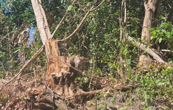 Điều tra vụ phá rừng quy mô lớn tại rừng phòng hộ vành đai biên giới