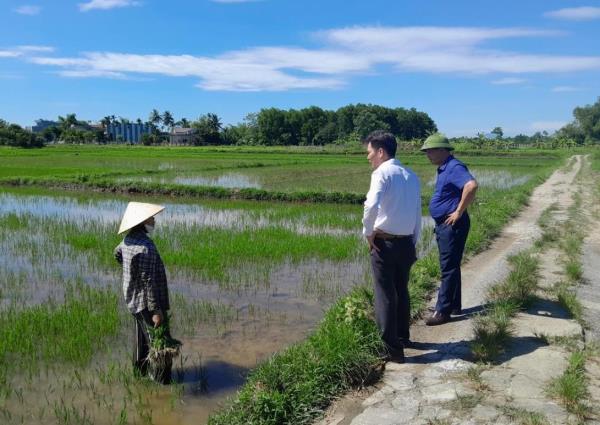 Đà Nẵng - Khẩn trương cứu hơn 140 ha lúa bị nhiễm mặn