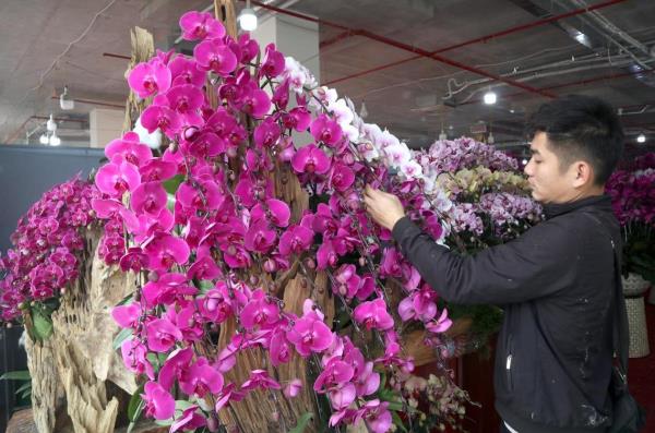 Cắm hoa lan - Nghề hái ra tiền vào dịp Tết