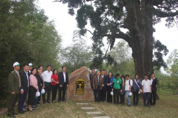 Cây rỏi mật hơn 500 tuổi ở Quảng Nam được công nhận Cây Di sản Việt Nam