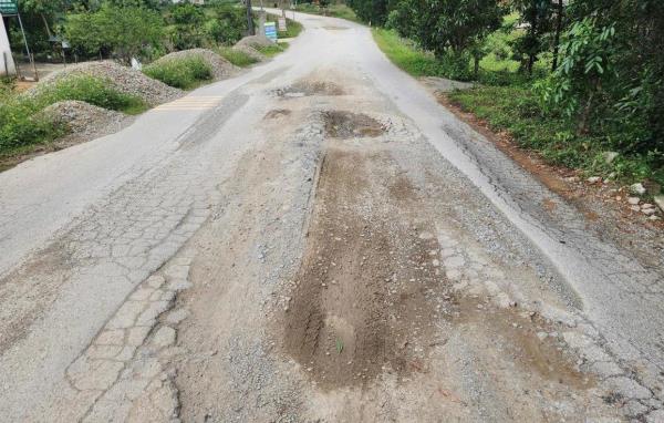 Voi, gà lót ổ trên đường