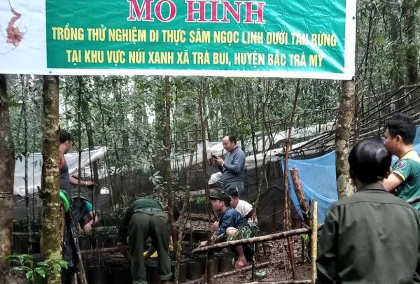 Hàng ngàn cây sâm Ngọc Linh di thực trồng không hiệu quả