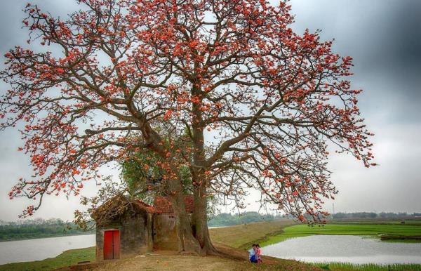 Trong màu hoa lửa cháy