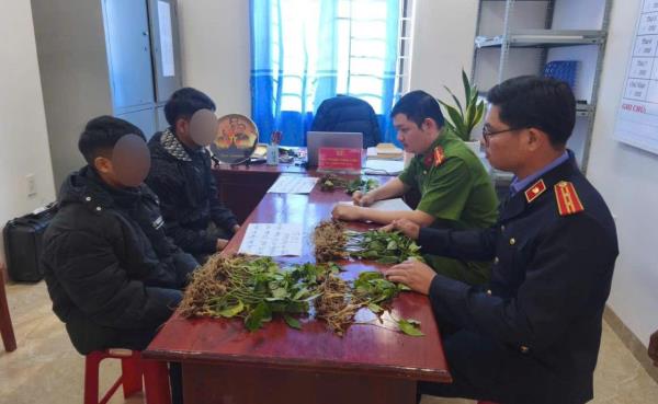 Liên tiếp bắt giữ nhiều đối tượng chuyên trộm sâm Ngọc Linh