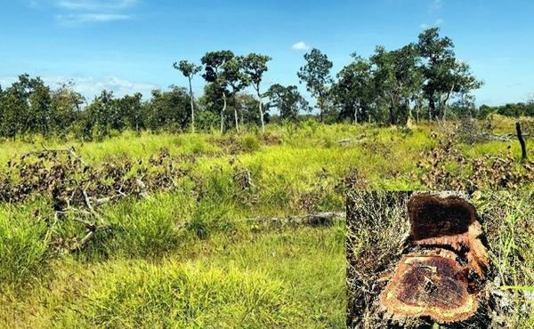 Giữ rừng chớ đừng… thống kê rừng