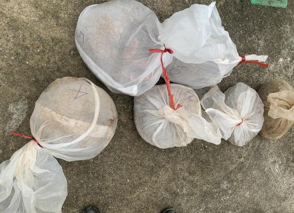 Quảng Trị: Tiếp tục phát hiện, bắt giữ vận chuyển trái phép động vật hoang dã quý hiếm