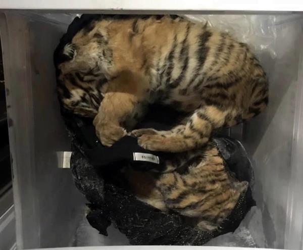 Bắt 2 đối tượng tàng trữ trái phép 14 cá thể động vật quý, hiếm