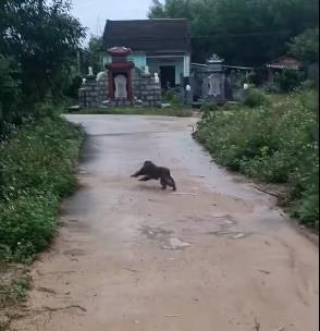 Quảng Nam, khỉ cắn chết 4 con chó, tấn công 3 người bị thương
