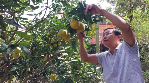 Người trồng cam tiến Vua thấp thỏm âu lo vụ Tết