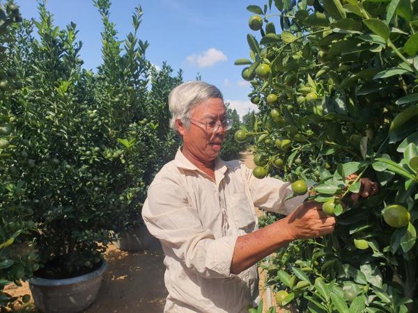 Âu lo ở thủ phủ quất tết Hội An