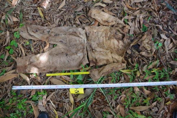 Công an tỉnh Đắk Nông truy tìm tung tích nạn nhân liên quan đến vụ việc phát hiện 01 thi thể tại thôn Tuy Đức, xã Đắk Búk So, huyện Tuy Đức