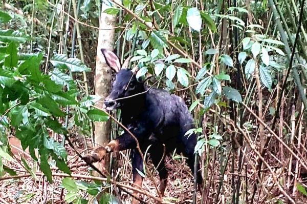 Giải cứu sơn dương dính bẫy