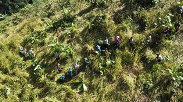 Độc đáo tuốt lúa bằng tay trên vùng cao xứ Quảng