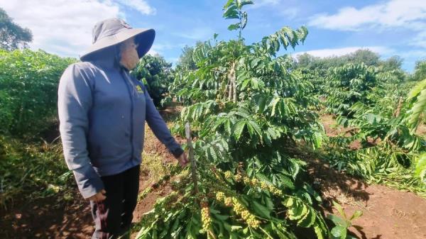 Điều tra vụ vườn cà-phê bị kẻ gian chặt phá