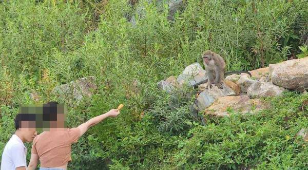 Gắn mã QR tại 3 boot kiểm soát lên Sơn Trà để khuyến cáo du khách không cho khỉ ăn