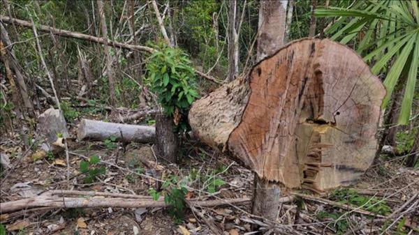 Khẩn trương điều tra vụ phá rừng trái phép tại rừng phòng hộ Bắc Ia Grai