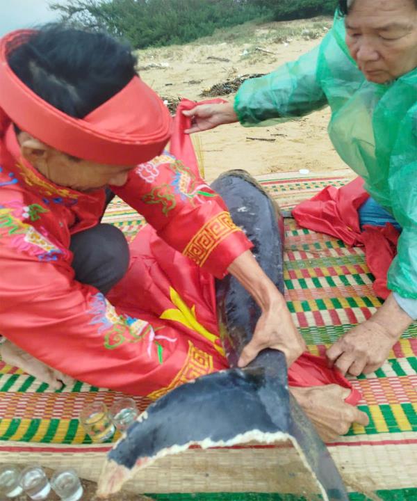 Xác cá voi dạt vào bờ