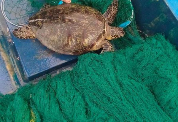 Cứu hộ rùa biển quý hiếm