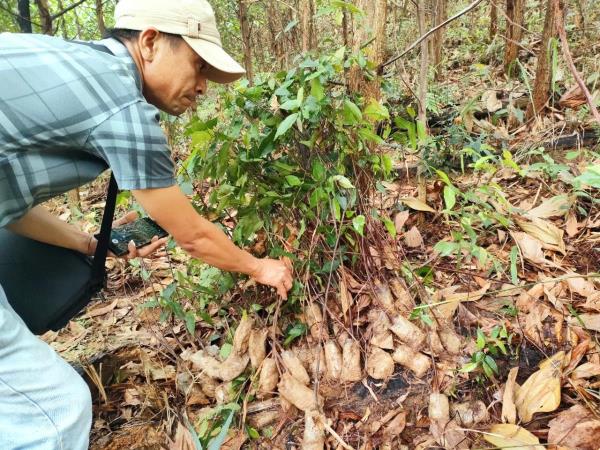 Quảng Nam đề nghị kiểm tra, xử lý bấp cập liên quan đến dự án trồng rừng