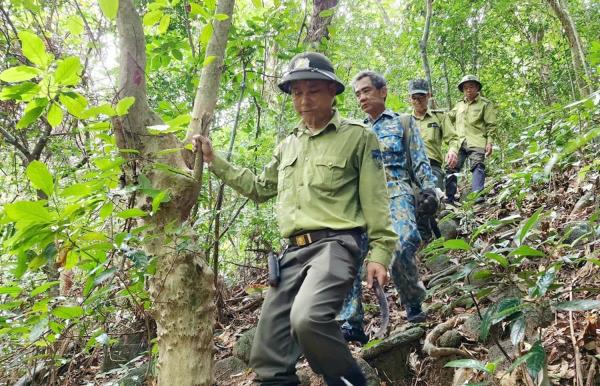 Rà soát các đối tượng nghi ngờ trà trộn vào khách du lịch xâm nhập bẫy thú trái phép rừng Sơn Trà