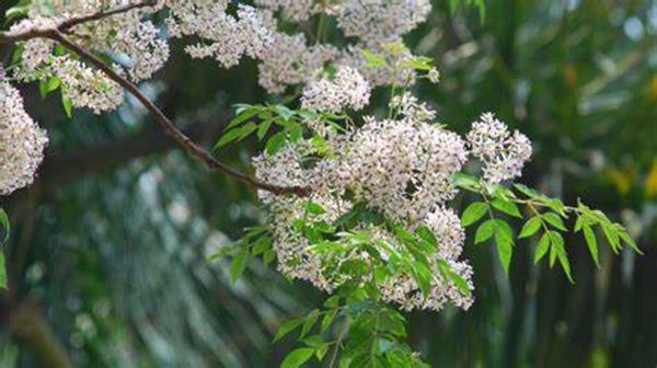 Thương những mùa xoan nở