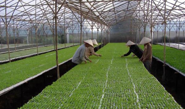 Đà Nẵng vẫn khó thu hút đầu tư vào các vùng nông nghiệp công nghệ cao