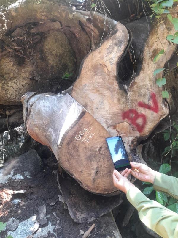 Khẩn trương điều tra, xử lý nghiêm vụ phá rừng nghiến ở Quảng Nam