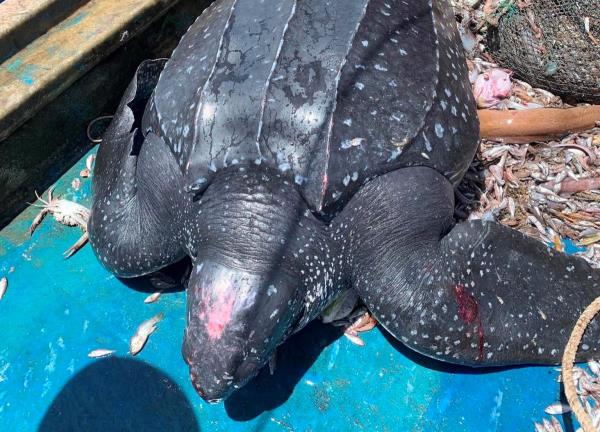 Thả cụ rùa về biển