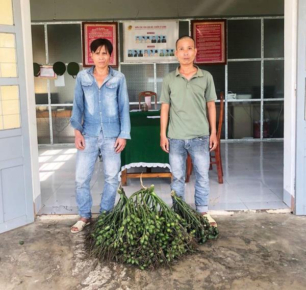 Liên tục bắt giữ nhiều đạo chích trộm quả cau