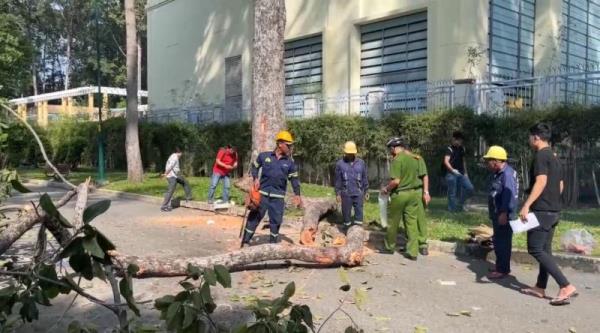 Làm rõ trách nhiệm các cá nhân, tổ chức liên quan vụ cành cây rơi làm 5 người thương vong