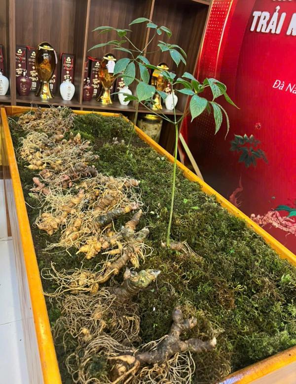 Ra mắt không gian trưng bày và trải nghiệm Sâm Ngọc Linh tại Đà Nẵng