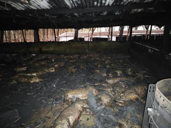 Cháy trại chăn nuôi làm 1.600 con heo bị chết