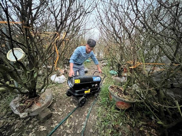 Vườn mai bạc tỷ của nông dân Nguyễn Đình Hà