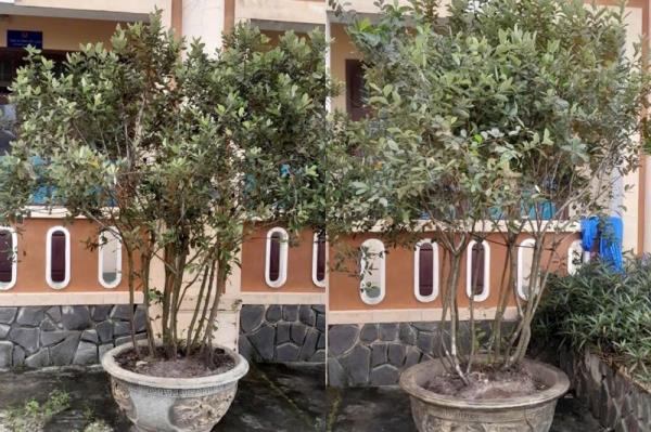 Nhận hối lộ 2 bụi sim cảnh, cán bộ Văn phòng đăng ký đất đai bị khởi tố