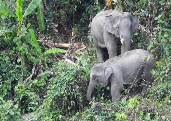 Bảo mẫu của voi