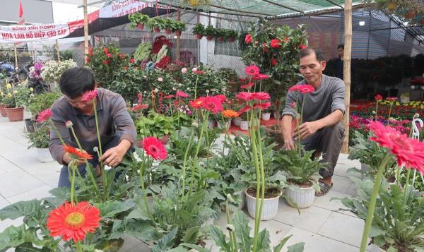 Nhộn nhịp mùa kinh doanh hoa Tết