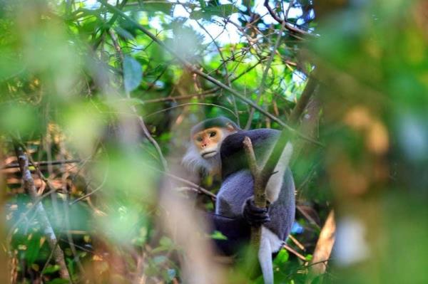 Huế thành lập Khu Bảo vệ cảnh quan Bắc Hải Vân quy mô gần 7.355 ha