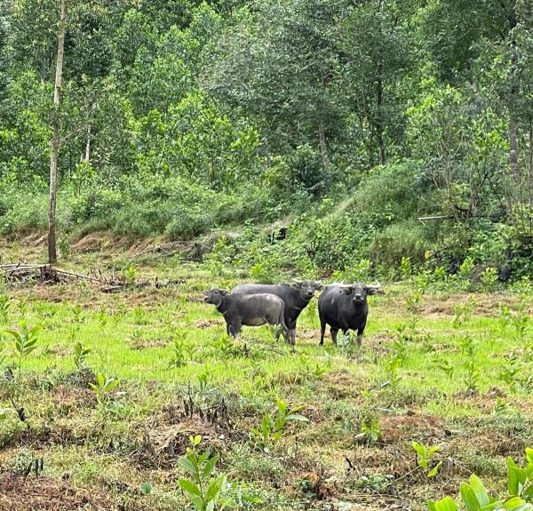 Báo động nạn trâu bò thả rông phá hoại rừng trồng ở thượng nguồn sông Cu Đê