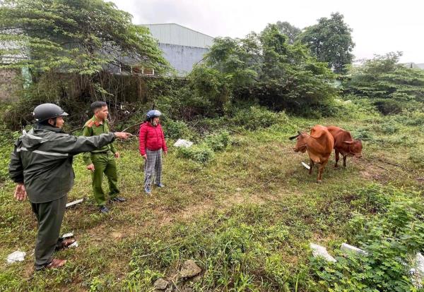 Nuốt bò không trôi