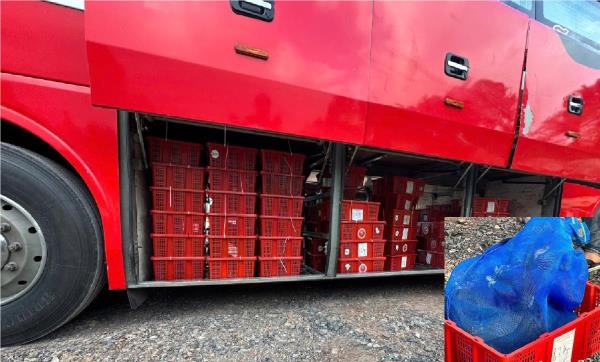 Hậu duệ thần Naga… vi hành