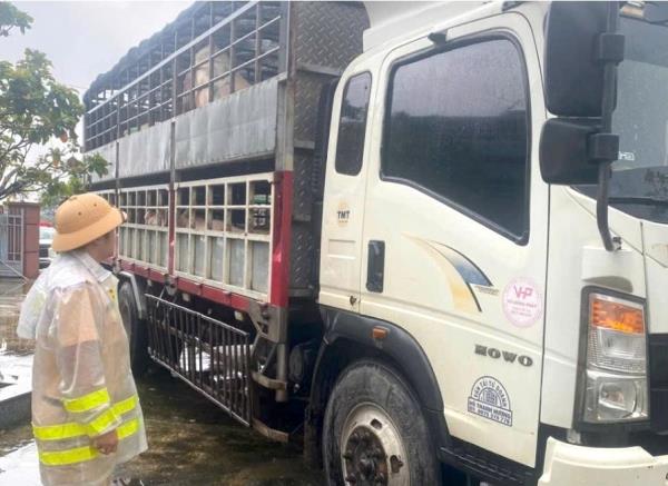 Phát hiện hai xe tải chở 72 con heo nghi nhiễm dịch bệnh