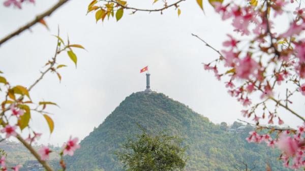 Lần đầu tổ chức Lễ hội hoa mai anh đào tại Lũng Cú