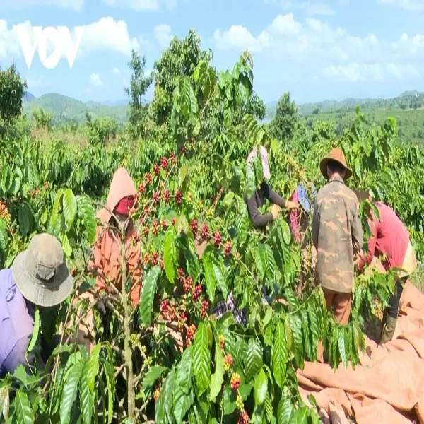 Giá cà phê ngày 31/12: Giá cà phê Robusta và Arabica tiếp tục tăng