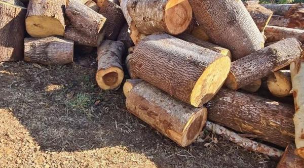 Đắk Nông điều tra vụ phá rừng tại khu vực đường tuần tra biên giới