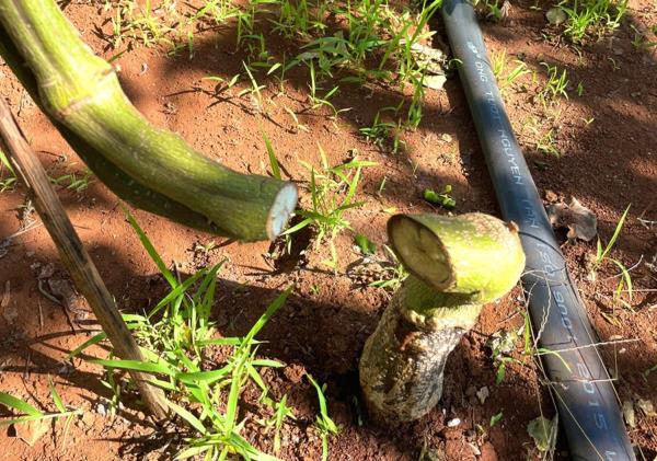 Tái diễn nạn vụ chặt phá vườn cây của người dân ở Gia Lai