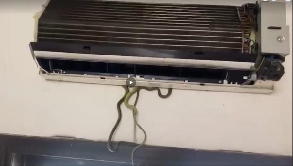 Quảng Nam, kinh hãi phát hiện ổ rắn 7 con trong máy điều hoà