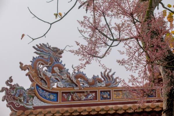 Ngắm vương giả chi hoa nở rộ trong Hoàng thành Huế