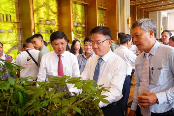 Quảng Nam hình thành Trung tâm công nghiệp dược liệu với Sâm Ngọc Linh là cây chủ lực