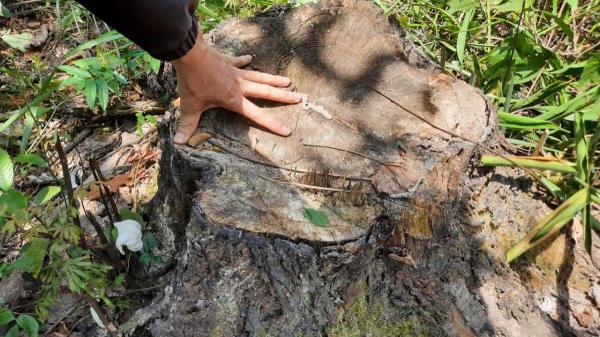 Nhiều cây thông caribe ở rừng phòng hộ Phú Ninh bị chặt phá